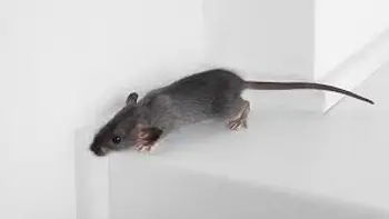 Tikus
